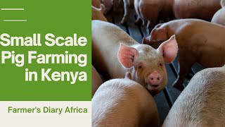 Small Scale Pig Farming in Kenya Beginners Guide [upl. by Nodababus]