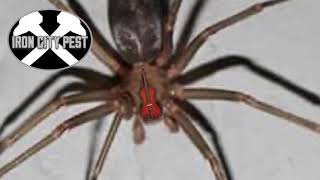 Brown Recluse vs Wolf Spider [upl. by Anairda541]