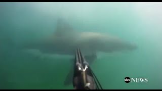 Great White Shark Attack GoPro Footage [upl. by Sexton]