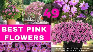 List of 49 Types of Pink Flower Plant Names  Best Pink Flowers [upl. by Irina]