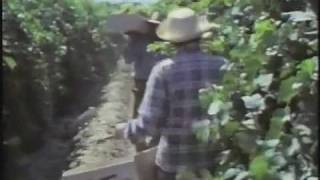 Cesar Chavez Embrace the Legacy 5 min UFW video [upl. by Munro]