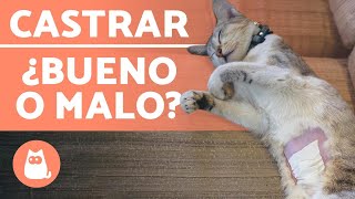 CASTRAR GATOS 🐱✂️ Edad Ventajas y Desventajas [upl. by Ecinwahs]