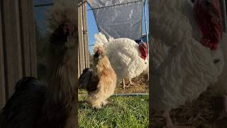 Silkie Rooster and Turkey🪶 [upl. by Egdamlat382]