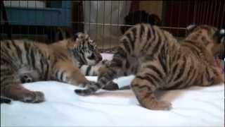 Amur Tiger Cubs [upl. by Name]