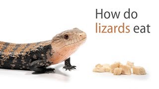 How Do Lizards Eat [upl. by Charmaine]