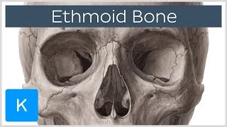 Ethmoid Bone of the Viscerocranium  Human Anatomy  Kenhub [upl. by Soule]