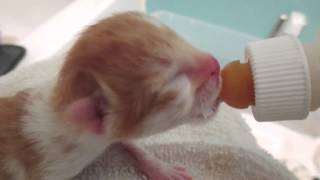 Newborn kitten bottle feeding [upl. by Electra]