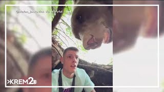 Serbian influencers close encounter with bear in den [upl. by Elauqsap]