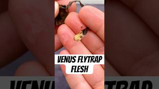 How to Propagate a Venus Flytrap [upl. by Htrow]