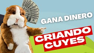 🤑 Ganar Dinero CRIANDO CUYES  Negocio de crianza de Cuyes en Perú 2022 [upl. by Tonina]