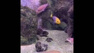 Cyprichromis leptosoma jumbo Yellow head [upl. by Lebiram]