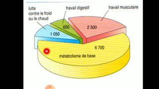 La ration alimentaire physiologie 1ier année médecine [upl. by Other753]