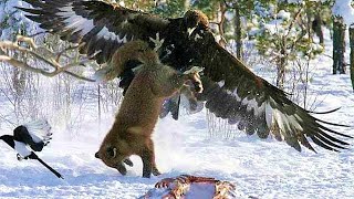 GOLDEN EAGLE  winged raptor that even attacks wolves [upl. by Elia985]