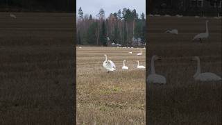 Swans🦢🦢🦢National bird of Finlandfinland swans swan birds [upl. by Cotter]