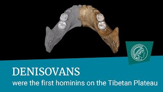 Denisovans were the first hominins on the Tibetan Plateau [upl. by Ian]