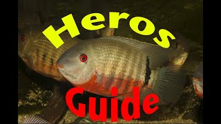 Severum Cichlids and other Heros species  the COMPLETE GUIDE [upl. by Kciremed]