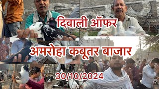 अमरोहा कबूतर बाजार Amroha Kabootar bajar 30102024 [upl. by Nomaid]