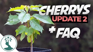 Questions People Ask When growing Cherry Trees From Seed  Cherry Tree From Seed Update 2 [upl. by Elagiba]