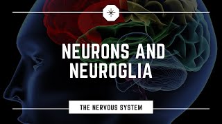 Neurons and Neuroglia [upl. by Parthen]