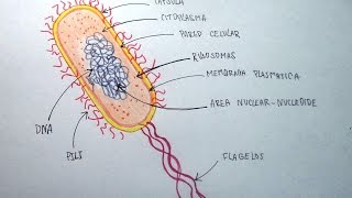 Ciencias Naturales 45  Aprende a dibujar una bacteria y sus partes [upl. by Zug]