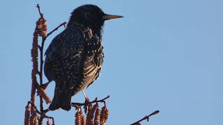 Star Gesang Sturnus vulgaris [upl. by Trabue367]