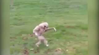 Hilarious Gibbon moves like a human [upl. by Vicky]