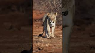 Big lioneviralvideo lion girnature africananimal wildlife girforest girnationalpark animals [upl. by Nossaj]