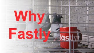 Why Fastly [upl. by Paley]