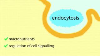 ReceptorMediated Endocytosis Overview Process of Endocytosis and Maturation of Endosomes [upl. by Ynneg]