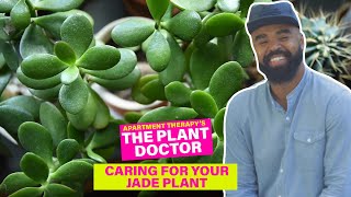 Caring For Your Jade Plant  The Plant Doctor  Apartment Therapy [upl. by Acebber]