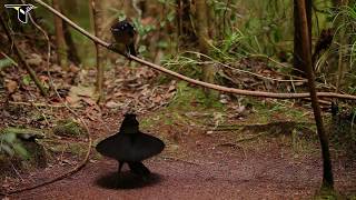 Western Parotia [upl. by Tull869]