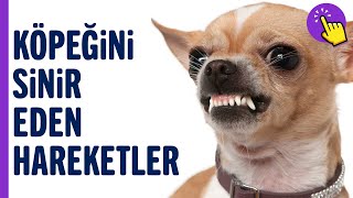 Köpeğine Farkında Olmadan Yaptığın 7 Zararlı Şey  Köpek Videoları  Hayvanlar Alemi  Aklında Olsun [upl. by Hovey58]