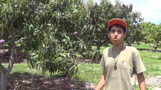 Best Mango Farm Florida [upl. by Fidelia750]