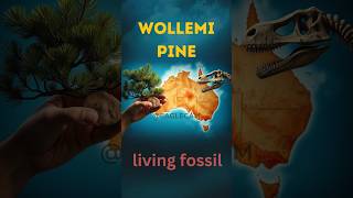 Wollemi Pine The Tree from the Age of DinosaursEAGLE CAM [upl. by Yoreel649]