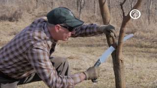 Ask An Arborist What are the Rules of Pruning [upl. by Aleafar830]