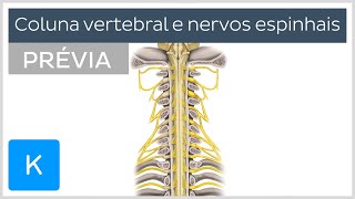 Anatomia da coluna vertebral  Anatomia Humana  Kenhub [upl. by Hael245]