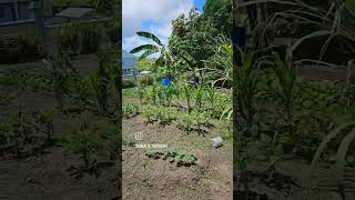 Quick Tour of Ancestral Tropical Antiguan Garden  Part 1 [upl. by Dietsche482]