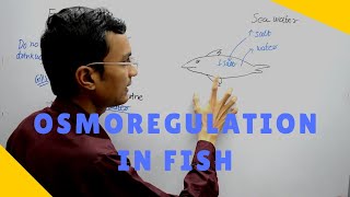 Osmoregulation in Fish [upl. by Mirabel]