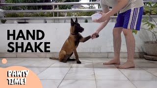 Belgian Malinois Puppy Training  Basic Commands and Tricks Part 2 [upl. by Eachern]