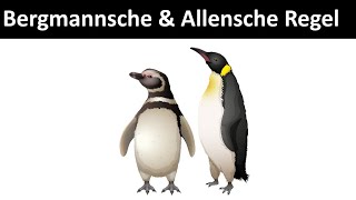 Bergmannsche amp Allensche Regel Klimaregeln  Biologie Ökologie [upl. by Grier470]