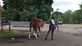 Equine Neurological Exam [upl. by Ssalguod]