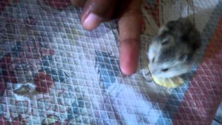 Hamster anão russo ou hamster Roborovski  Meu miudinho Nir [upl. by Nnyllaf]