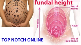 what is fundal height [upl. by Vincents]