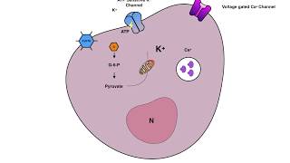 Insulin secretion from Beta cell [upl. by Anelrahc]