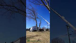 Timelapse Removing two monster red oaks from the side of this waterfront house in Old Lyme CT [upl. by Schiro]