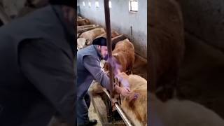 How To Treat Bloated Cow The Critical Vet Procedure [upl. by Cirenoj]