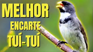 🟢 MELHOR CANTO TUI TUI PARA ENCARTE🟢🟢ÁUDIO COM FÊMEA  TURBINE SEU COLEIRO 🟢 [upl. by Enilekcaj590]