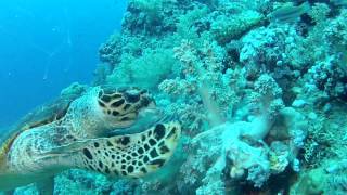 Tortue marine  Sea turtle [upl. by Noek]