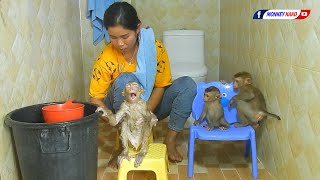 Amazing Family Baby Monkey KAKO Taking Bath Routine [upl. by Dougie]