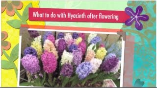 How to cut hyacinth flower after flowering [upl. by Cohl535]